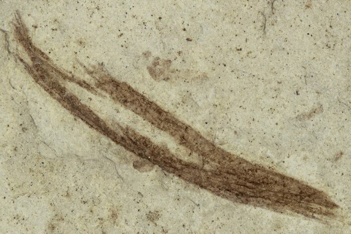 Detailed Fossil Feather - Green River Formation, Utah #356670